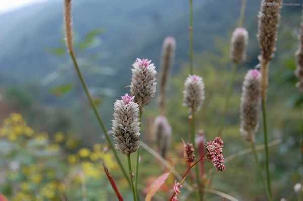 Photoshop调出小清新日系效果的蒲草植物图片